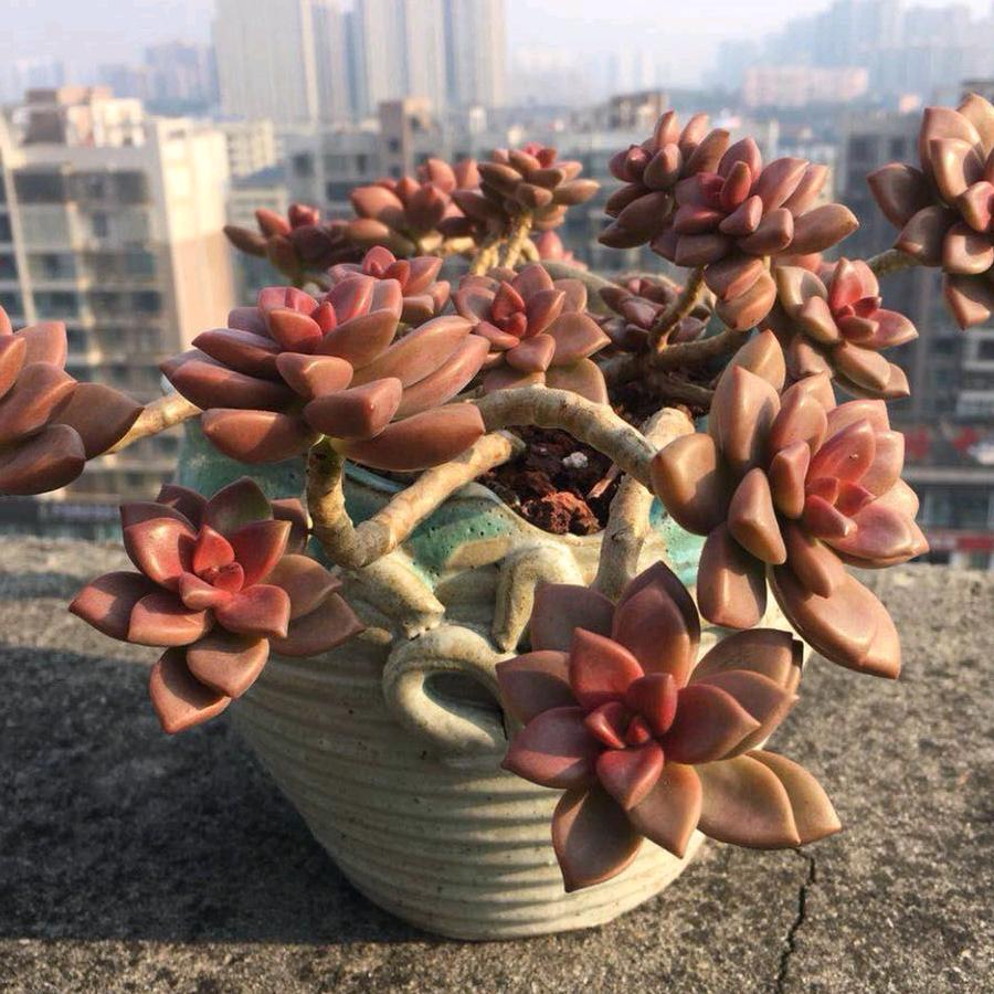 嘟嘟白