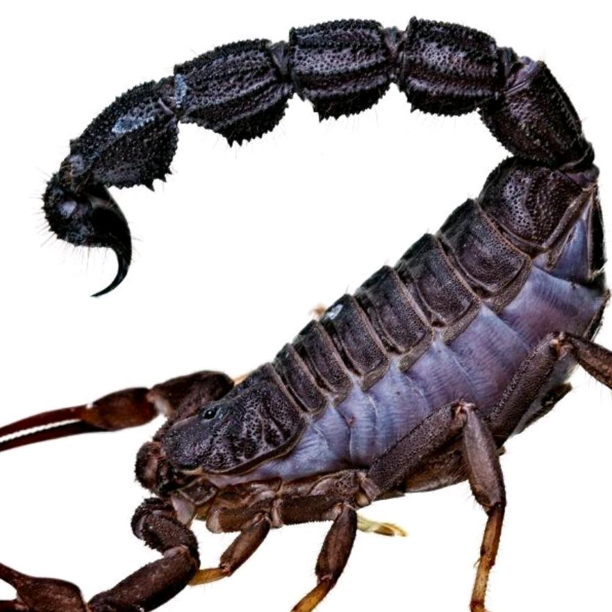 相思