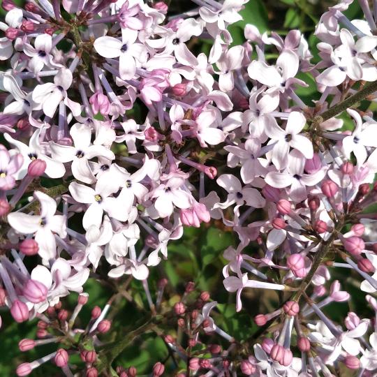 两个孩子的妈妈