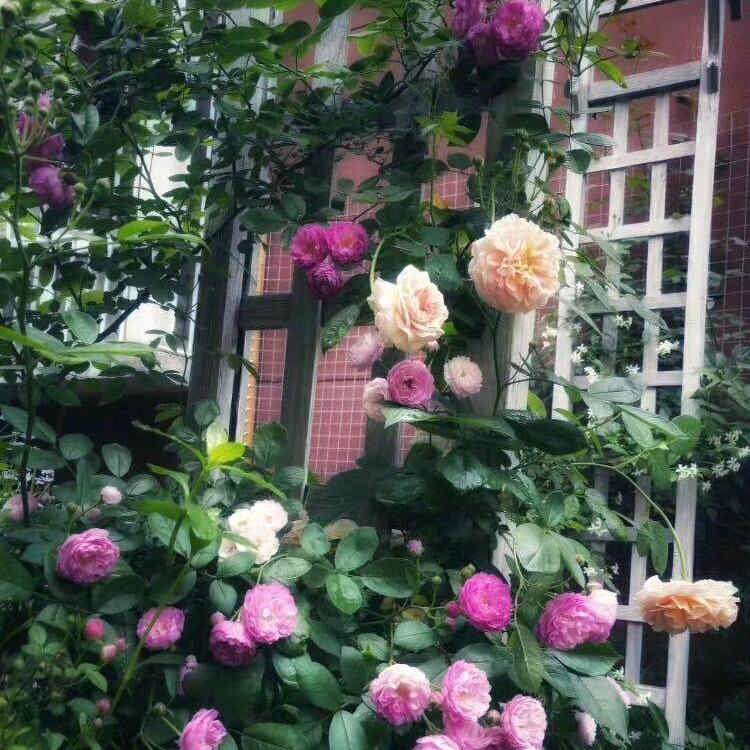 🌹🌹🌹开心每一天🌹🌹🌹