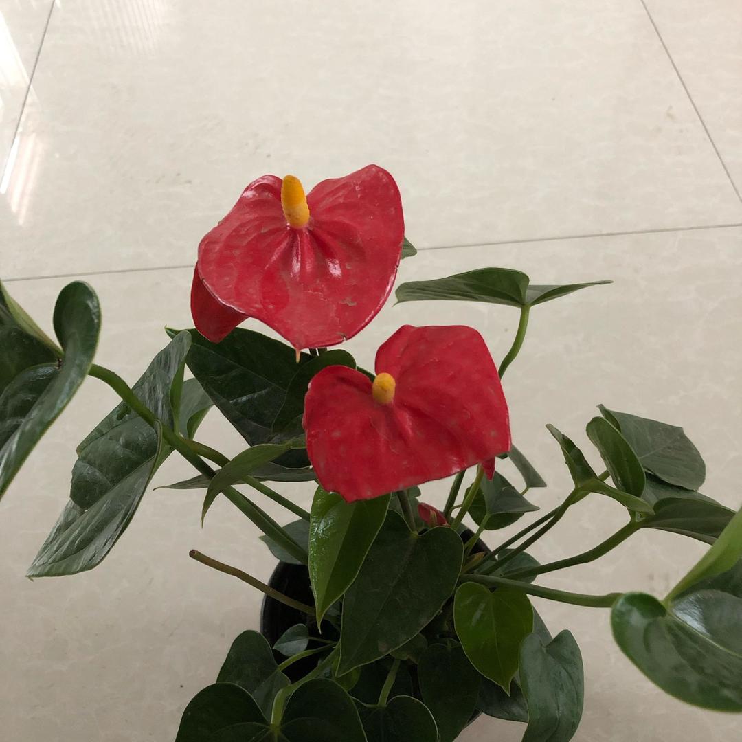 飞行员
