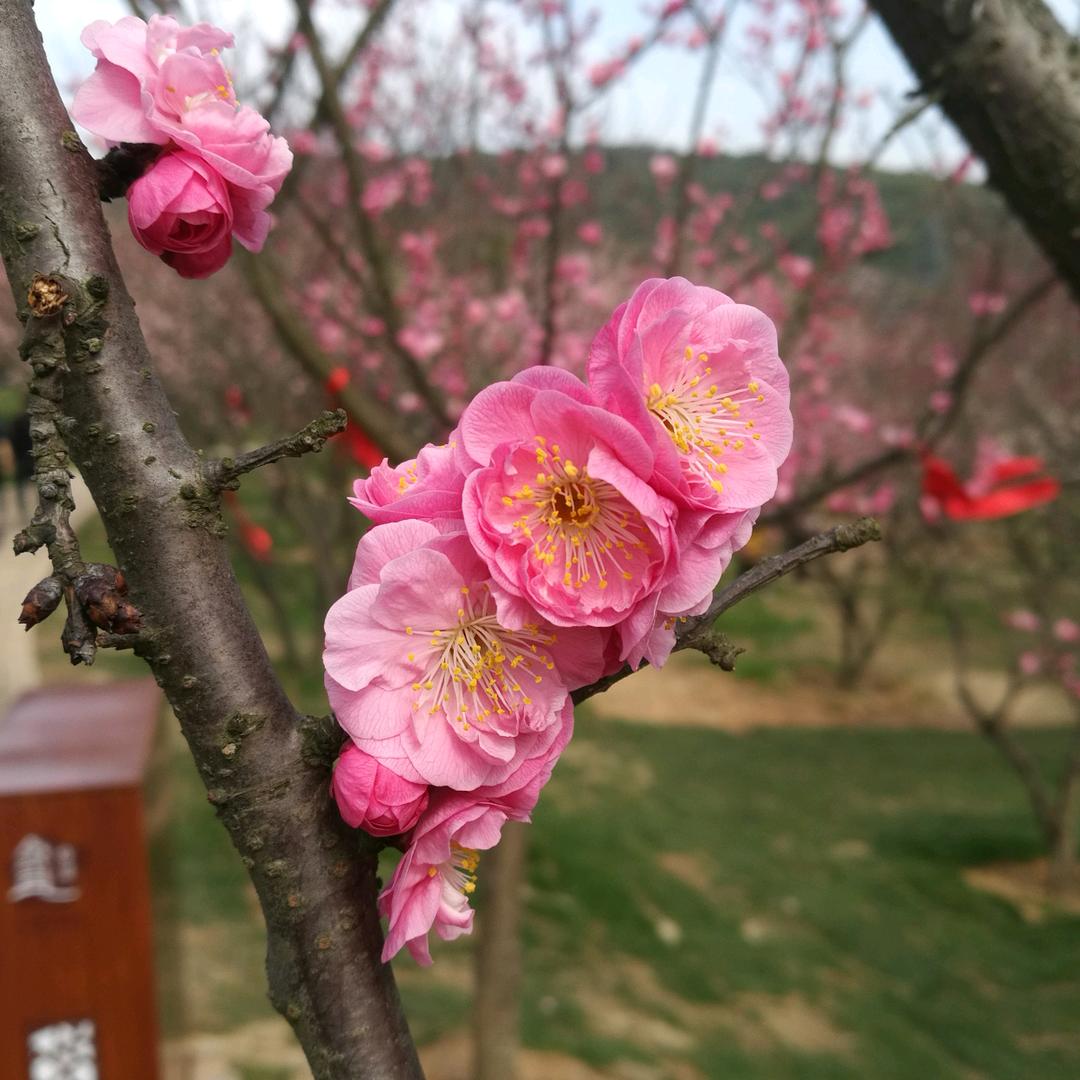 蒋