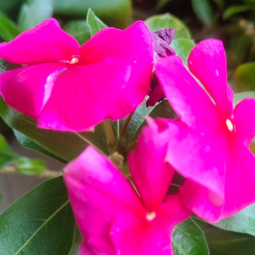 陌上花开哈