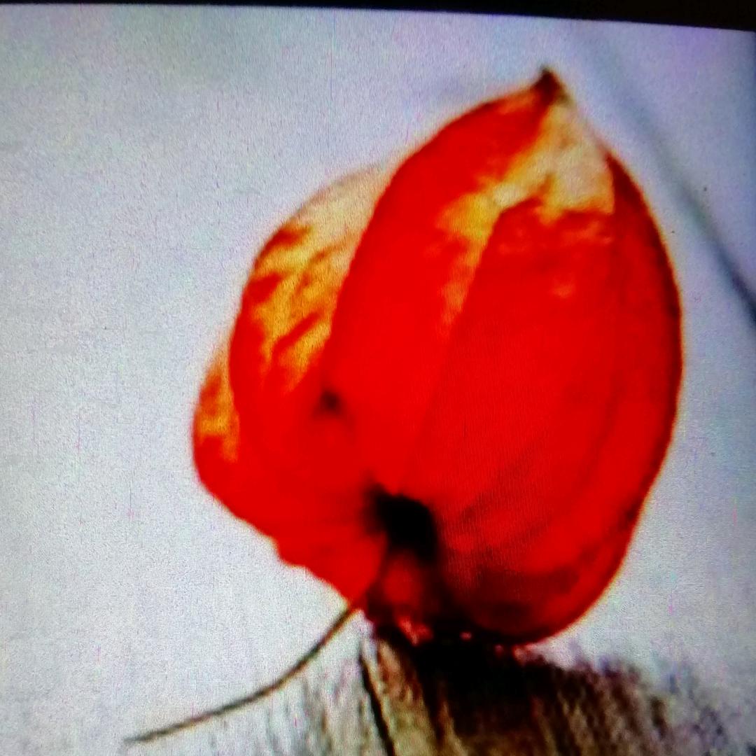 世间有你更精彩