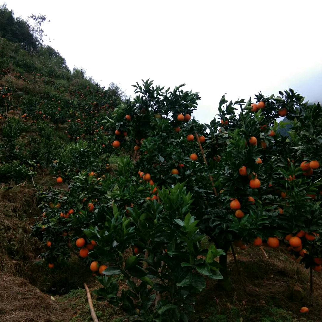 梁哥自种正宗赣南脐橙甜又香