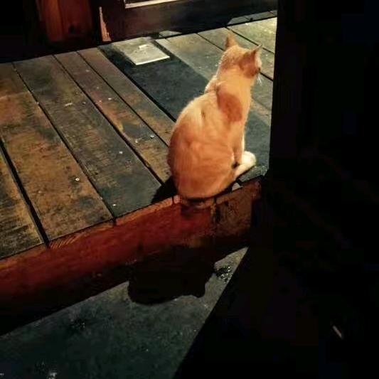 猫叔叔胡说八道