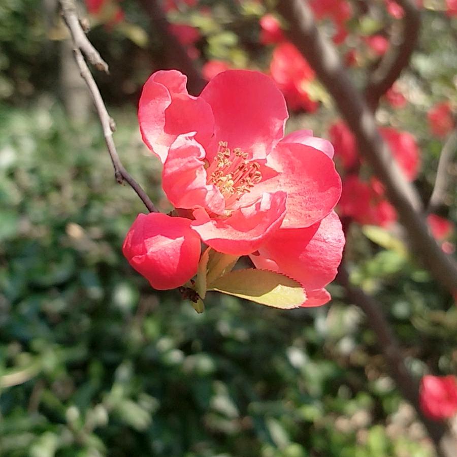 陌上花开🌸