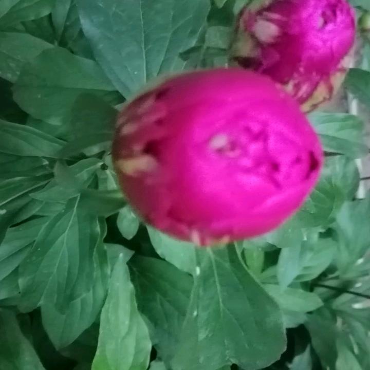 艾草