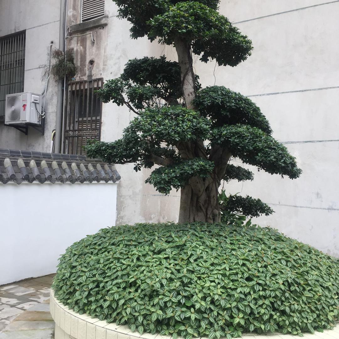 雨木