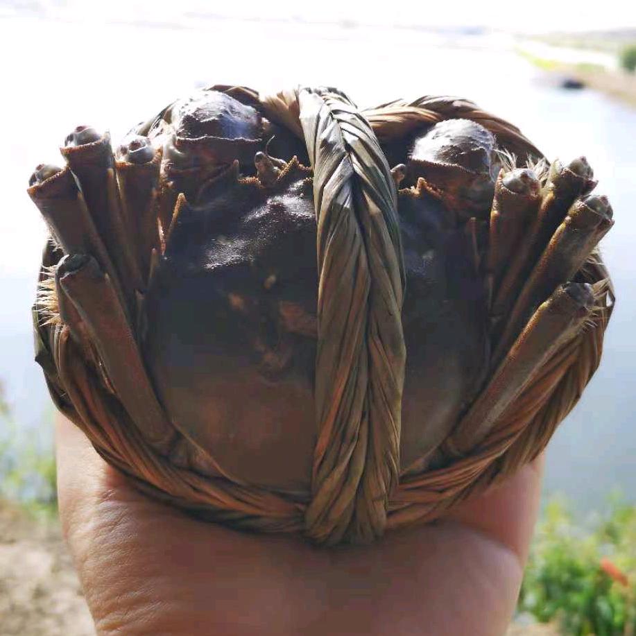 老孙大闸蟹