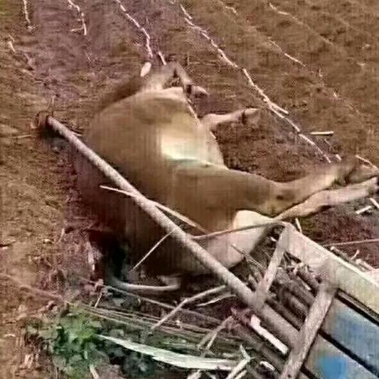 李💕️公💞️子