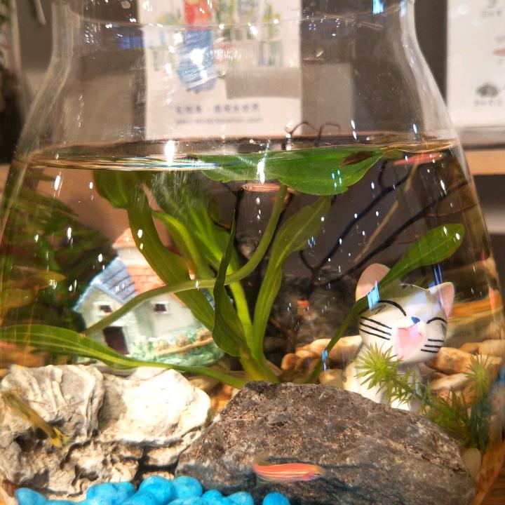 眼镜蛇指挥官