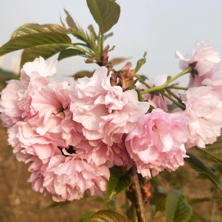 绿叶