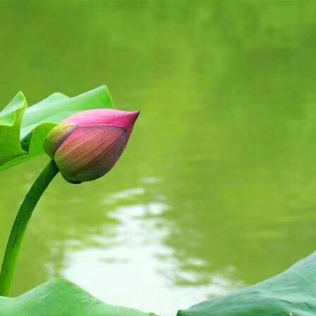带刺的玫瑰，🌹🌹🌹💐💐💐🍀