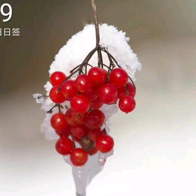 冬雪樱花