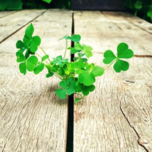 一面饺运🥟🥟手工饺子🍀🍀馄饨