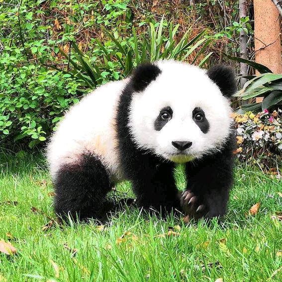 ꧁❦༺南昌大树༻❦꧂