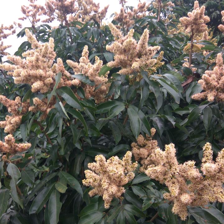 小邢