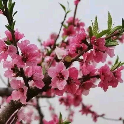 桃花满园