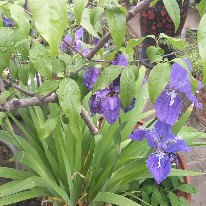 保哥