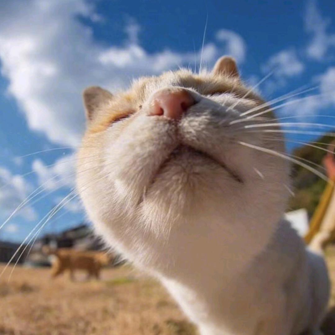 🍀曹某人