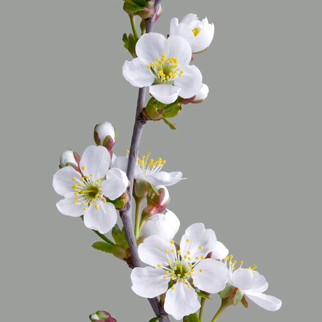 清清🌺