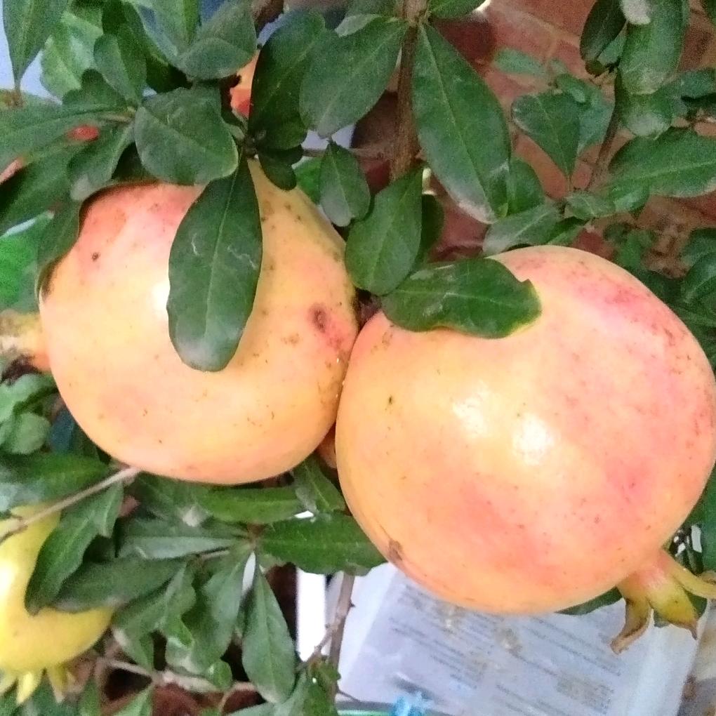 四季开花朵朵艳