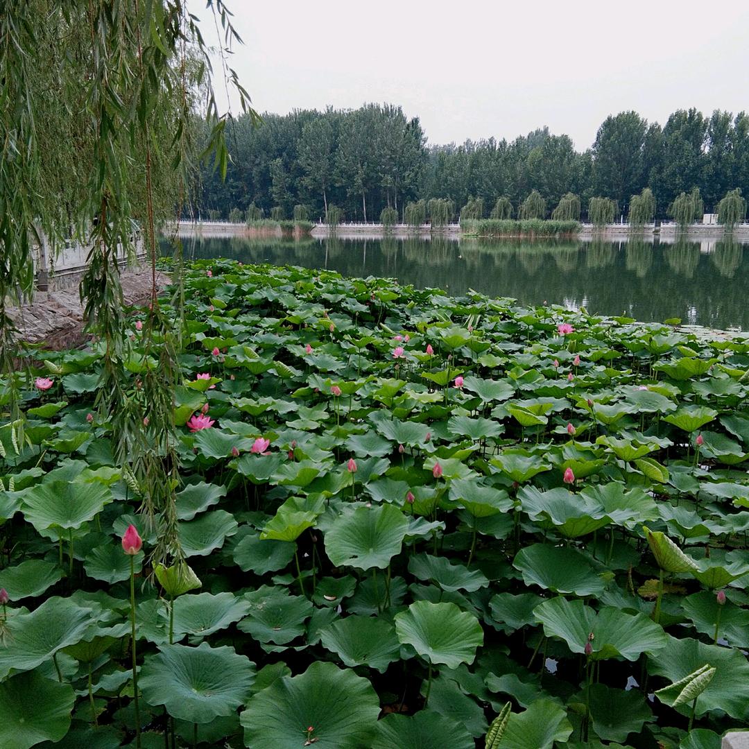 石来运转