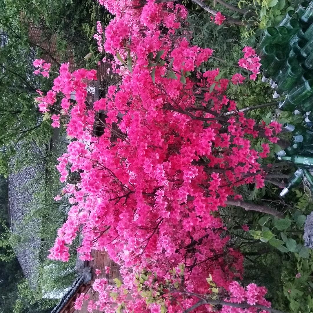 平平淡淡