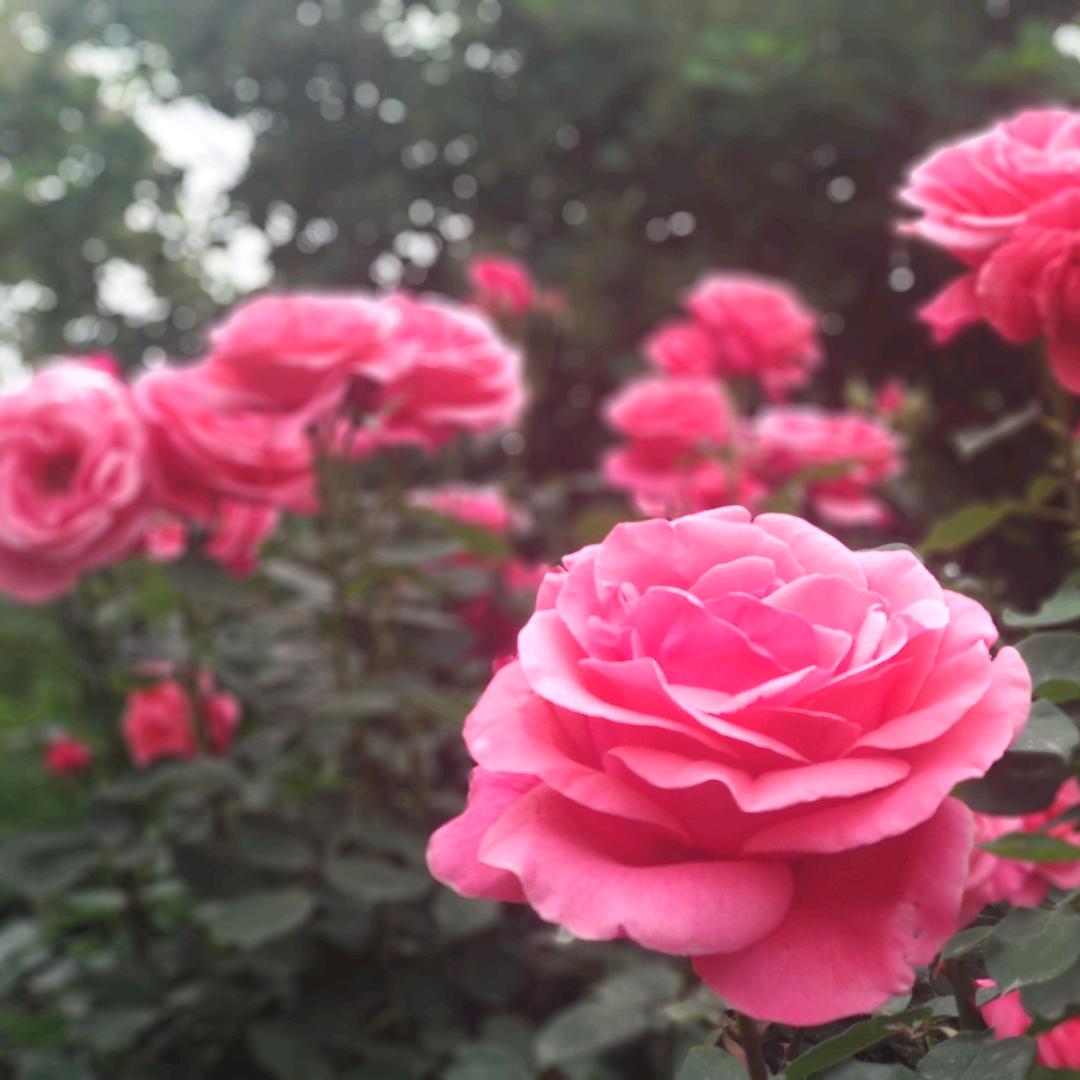 苏氏宝贝日常生活