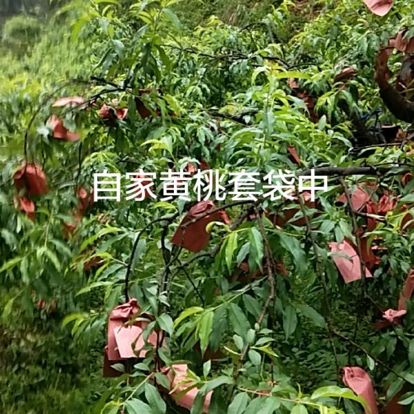 炎陵客家人曾其亮