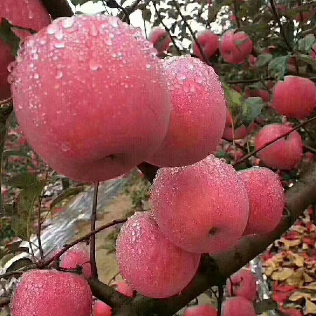 一方鲜果