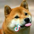 W Z