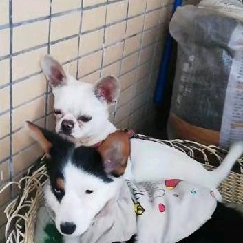 旺旺是个乖毛孩