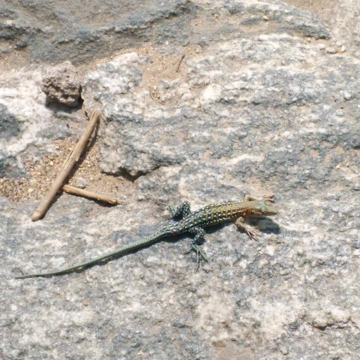 只待新雷第一声