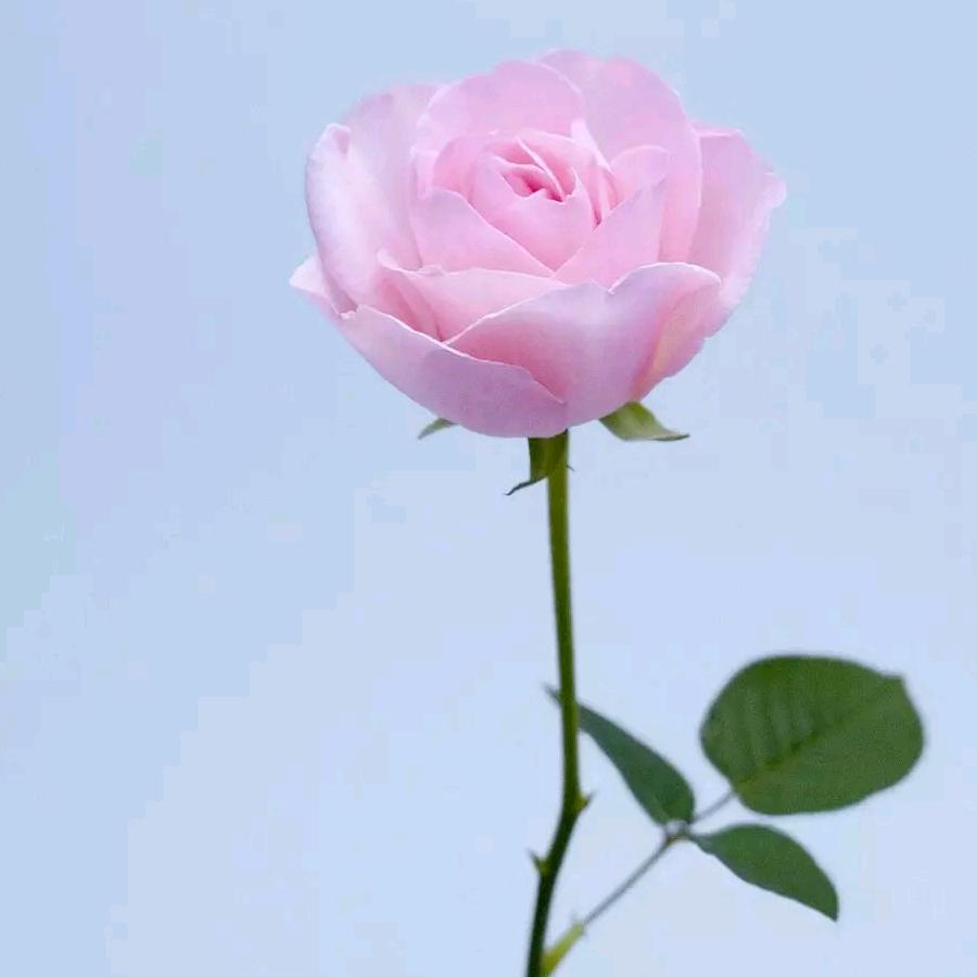 春暖花开