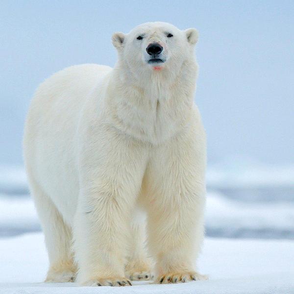 謊言幹掉了誓言