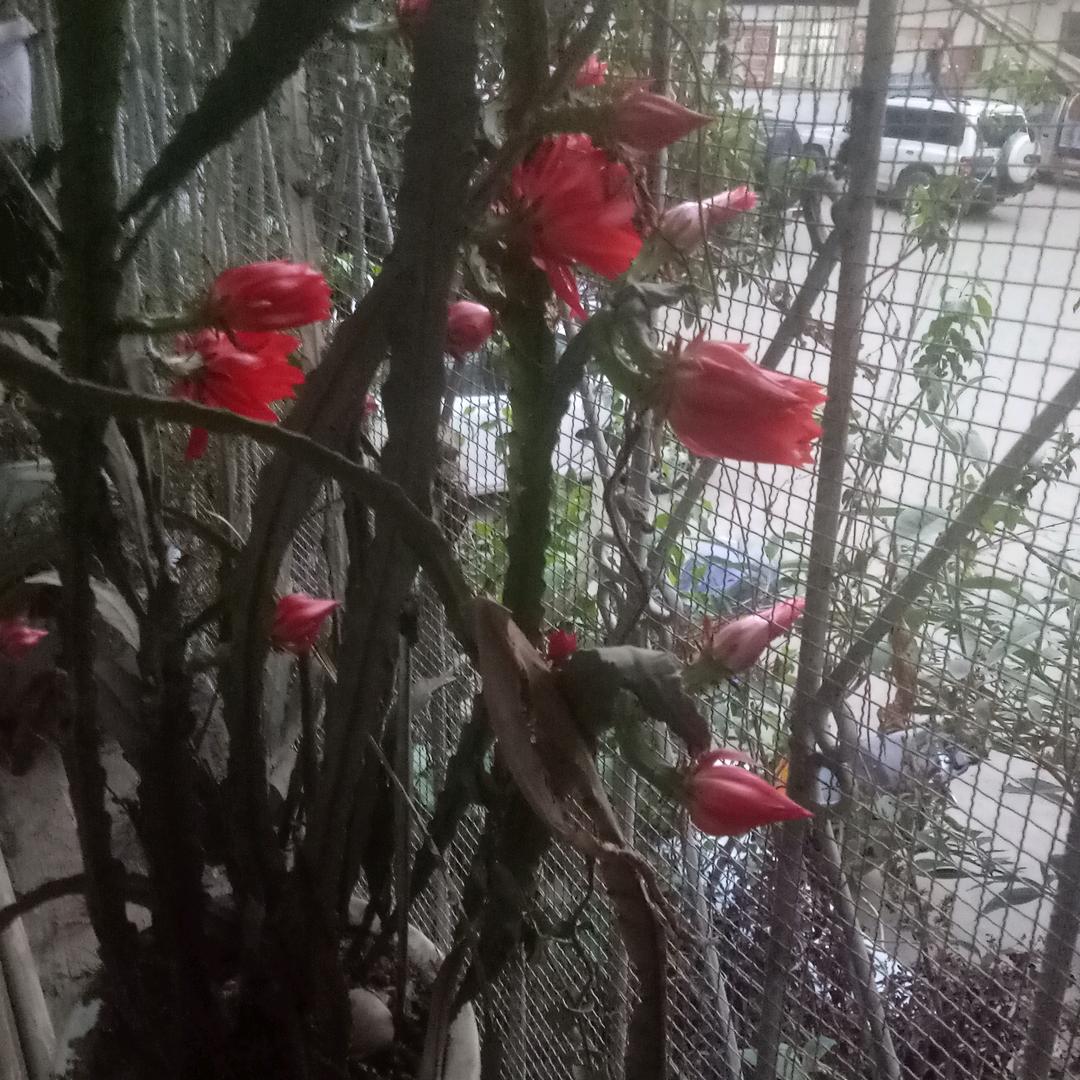 心愿