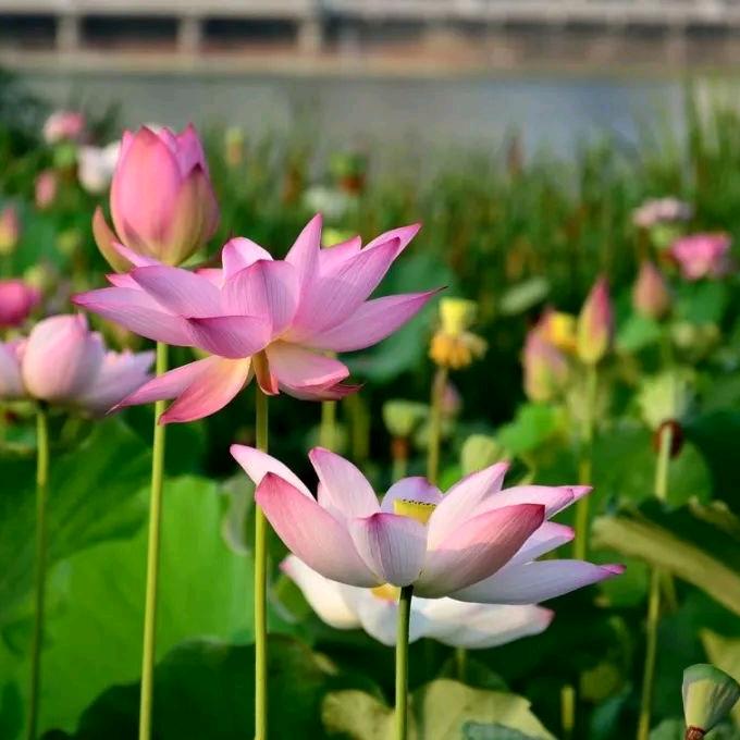 用户燕姐74年的虎