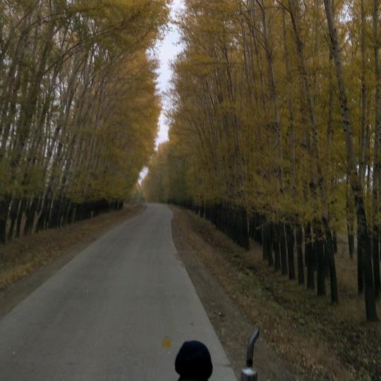 王大爷0313
