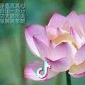 心若菩提雁子