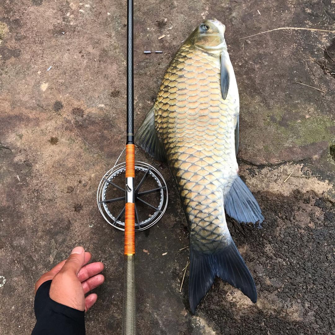 溪流兄弟 鱼摆摆