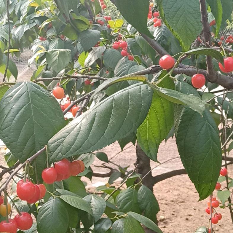 生活很苦，努力搬砖