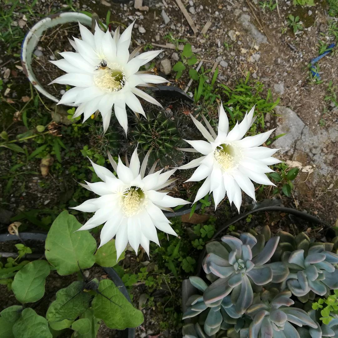 🐾陈姐爱跳舞（60后🐏）🐾