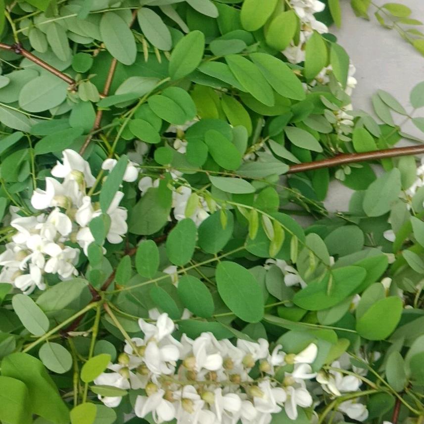河南荣荣
