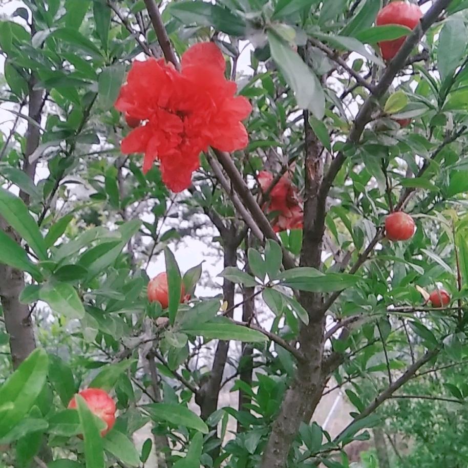 一抹红