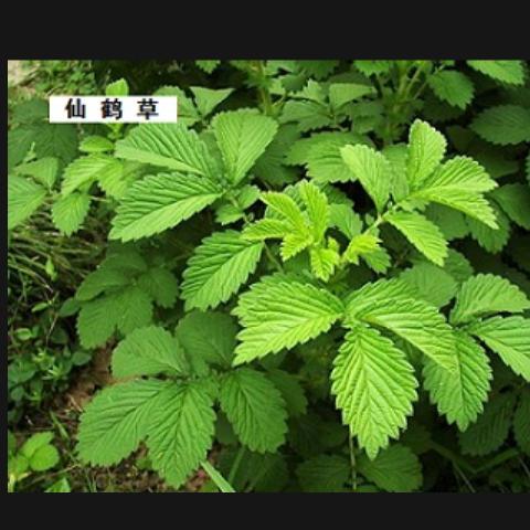 承诺彡①茹既往
