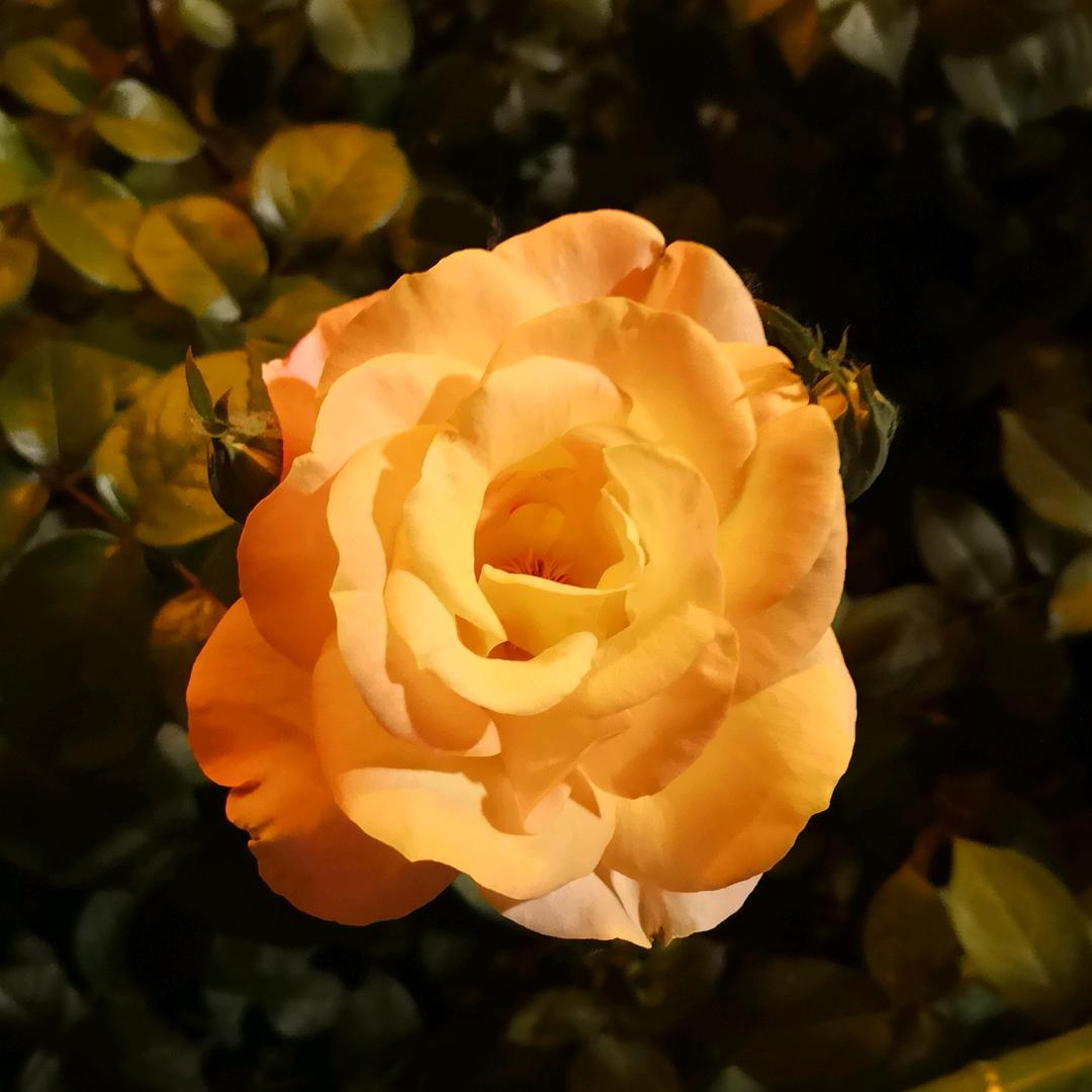 玫瑰花开977