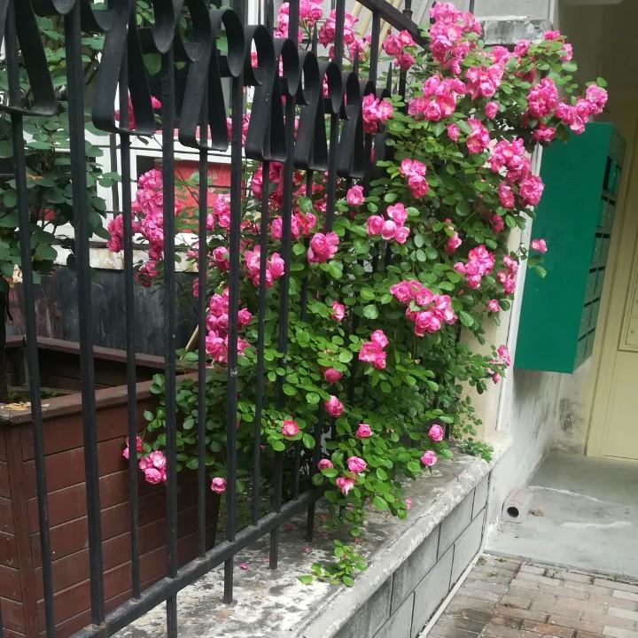 黑哥