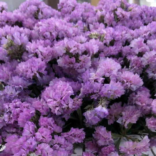 🍀叶紫